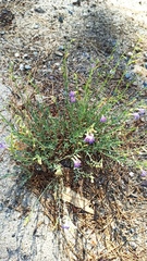Penstemon californicus
