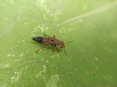 Ontholestes tessellatus