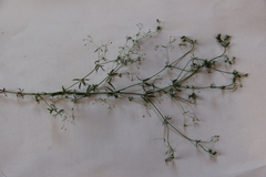 Galium tenuissimum