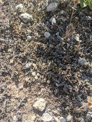 Selaginella wrightii