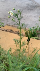 Tripleurospermum inodorum