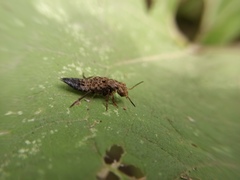 Ontholestes tessellatus