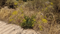 Bupleurum gibraltaricum
