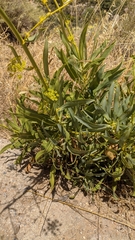 Bupleurum gibraltaricum