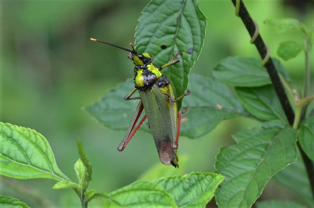 Taphronota merceti