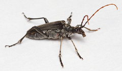 Stenocorus cylindricollis