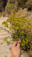 Bupleurum gibraltaricum