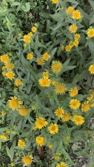 Pentanema britannica