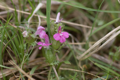 Pedicularis sylvatica