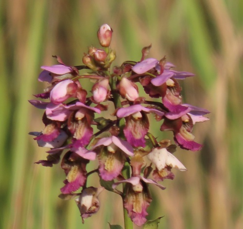 Purple Vlei Harlequin
