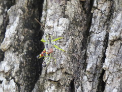 Dendrotettix quercus