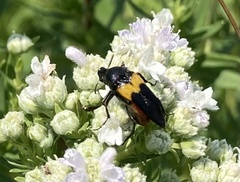 Macrosiagon flavipennis