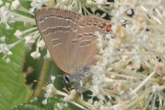 Satyrium calanus