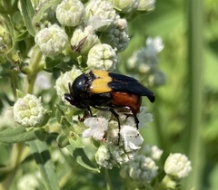 Macrosiagon flavipennis
