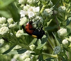 Macrosiagon flavipennis