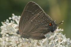 Satyrium calanus