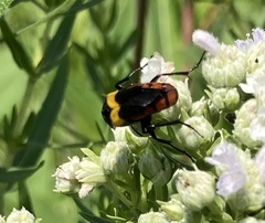 Macrosiagon flavipennis