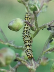 Cucullia scrophulariae