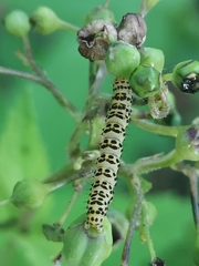 Cucullia scrophulariae