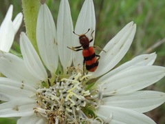 Trichodes bibalteatus