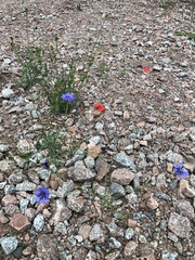 Centaurea cyanus