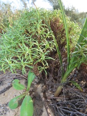 Helichrysum asperum comosum