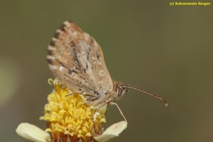 Actizera stellata