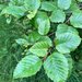 photo of Green Alder (Alnus alnobetula)