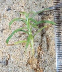 Helichrysum asperum comosum