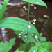 photo of Threeleaf Foamflower (Tiarella trifoliata)