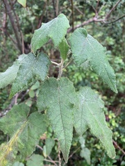 Corynabutilon ochsenii