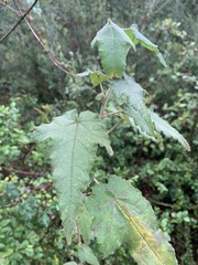 Corynabutilon ochsenii