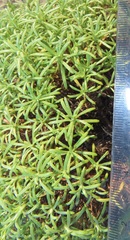 Helichrysum asperum comosum