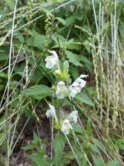 Galeopsis segetum