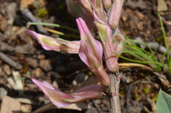 Astragalus pendulus