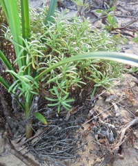Helichrysum asperum comosum