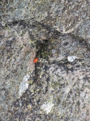 Petrobius brevistylis