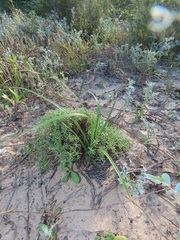 Helichrysum asperum comosum