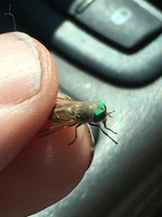 Tabanus nigrovittatus