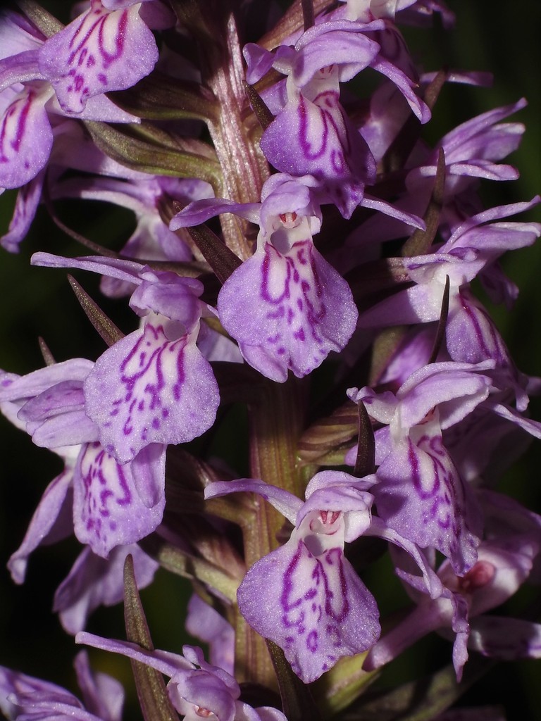 Dactylorhiza praetermissa (Druce) Soó