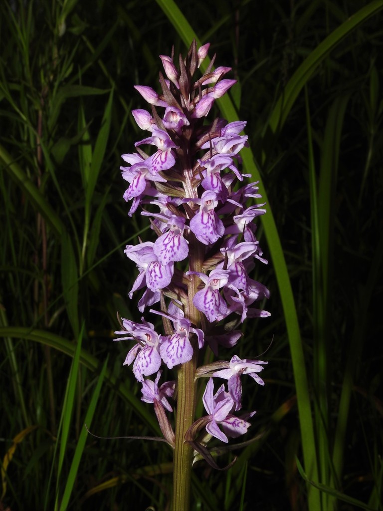 Dactylorhiza praetermissa (Druce) Soó 2