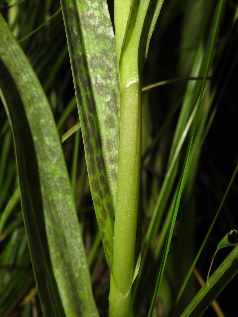 Dactylorhiza praetermissa (Druce) Soó 3