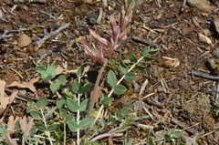 Astragalus pendulus