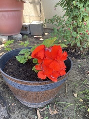 Begonia × tuberhybrida