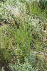 Stipa lessingiana