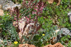 Astragalus pendulus