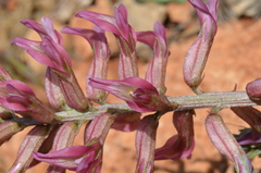 Astragalus pendulus