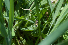Tenthredo frauenfeldii