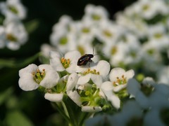 Phyllotreta striolata