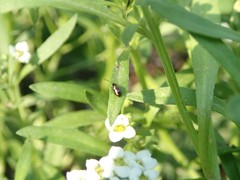 Phyllotreta striolata